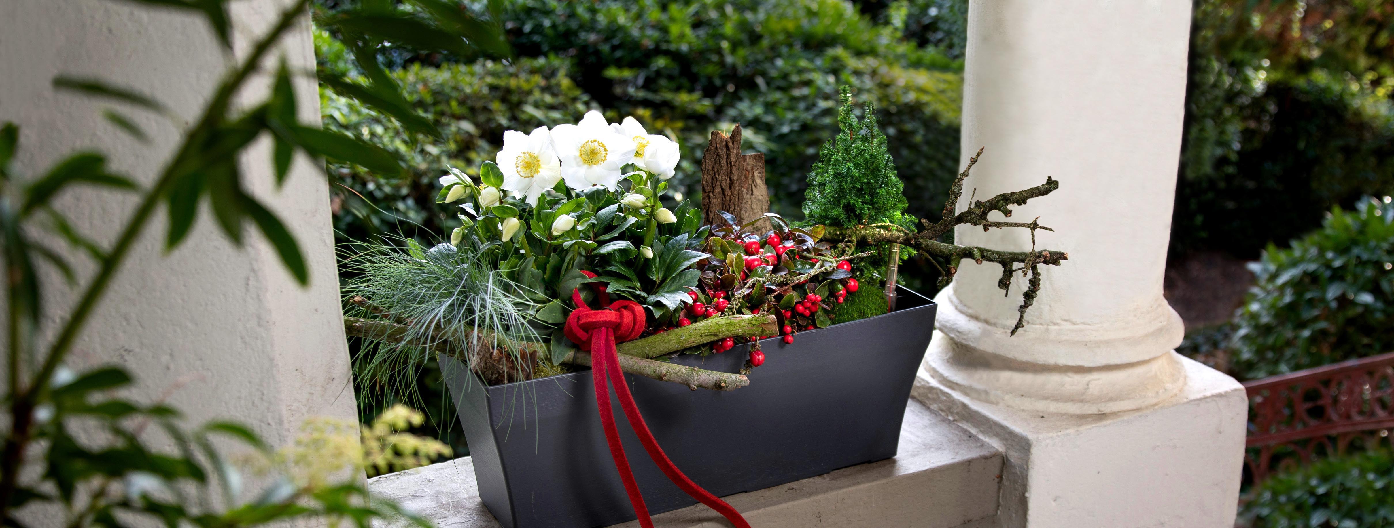 La composition de cette jardinière, avec des gaulthéries (Gaultheria procumbens) couchées et un ruban de feutre rouge, permet des touches de Noël de couleur rouge.