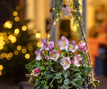 Tree of lights with Christmas Rose