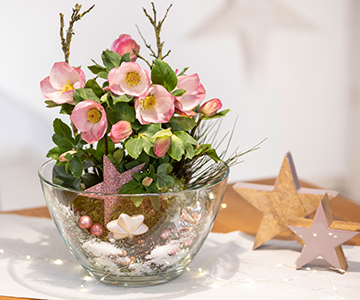 Christmas Rose in a glass bowl