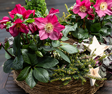Natural basket with Winter Ballet