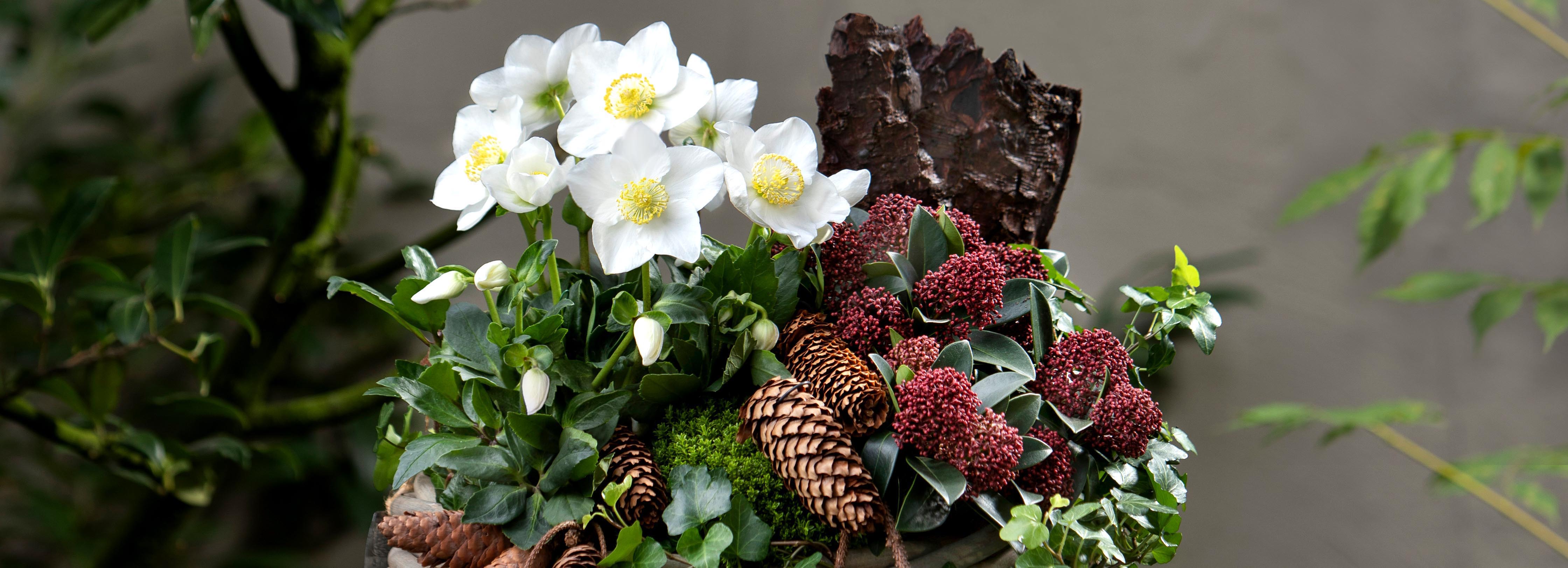 Christrose Diva in einem Flechtkorb mit Strauchveronika und Skimmia