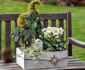 Pointed hat tree with Christmas Roses and ivy in a wooden box.