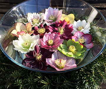 Table decoration with Lenten Rose flowers