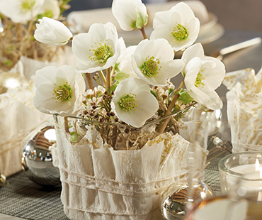 Wachsgefäße mit Christrosenblüten