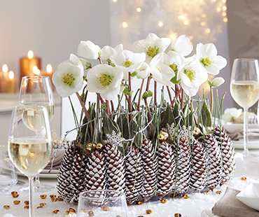 spruce cone arrangement with christmas roses