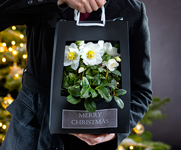 Christmas Rose in the gift bag