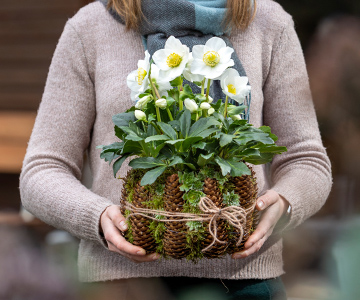 Ein schönes Geschenk zur Weihnachtszeit: Ein selbstgemachter Zapfentopf mit Christrose.