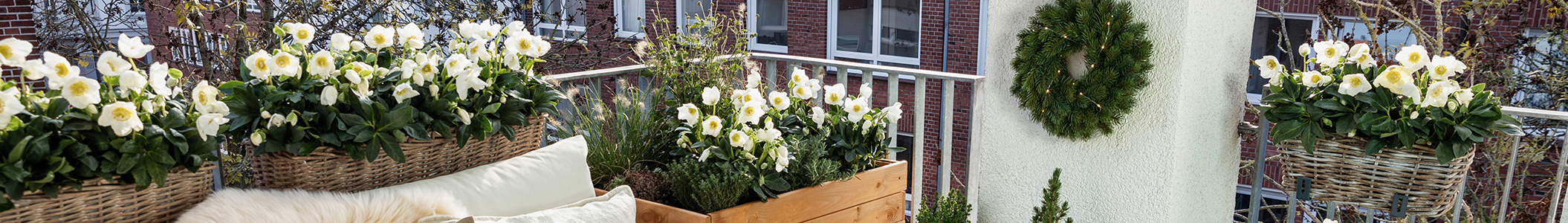 Christrosen auf dem Balkon