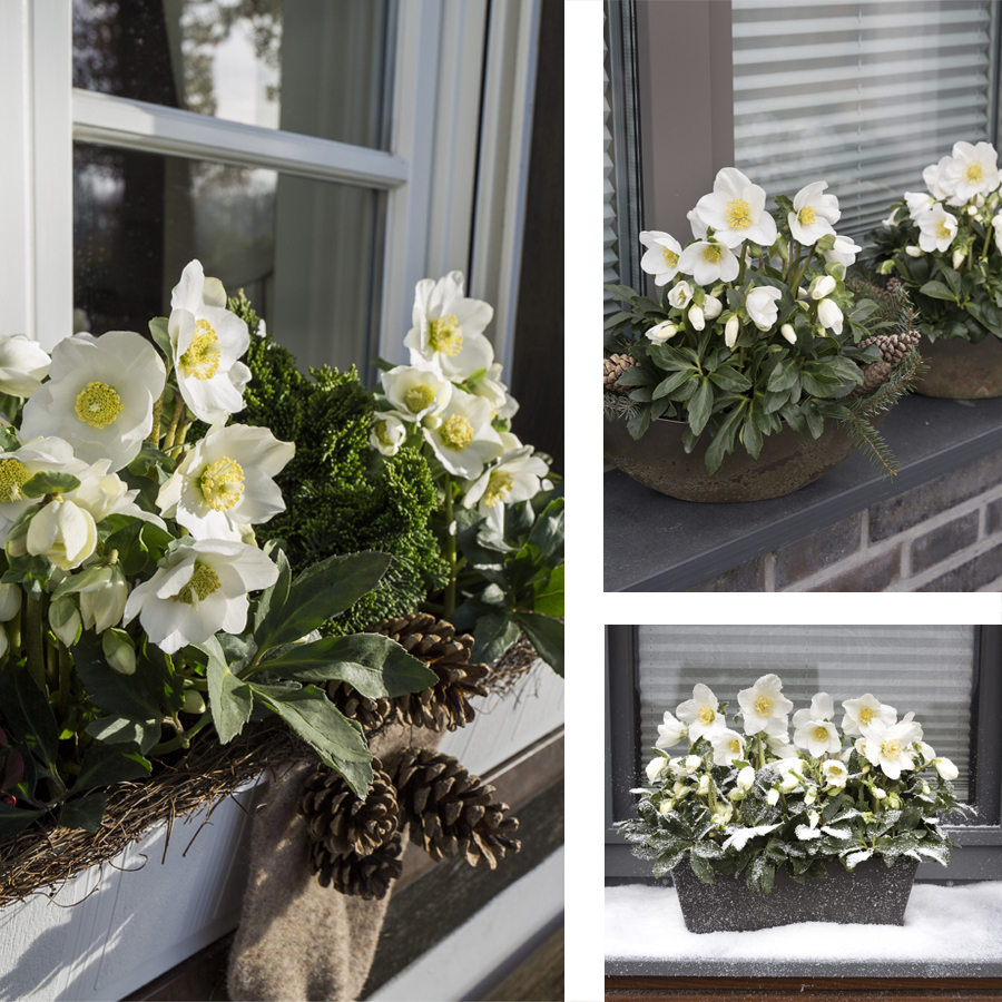 gracht opschorten temperen Balkon en Terras - Helleborus