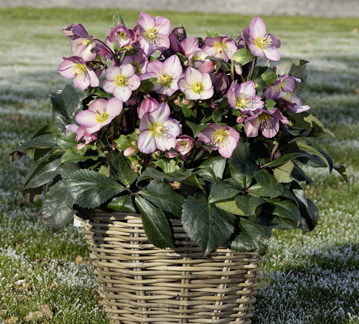 Helleborus Christrosen, Schneerosen und Lenzrosen Helleborus
