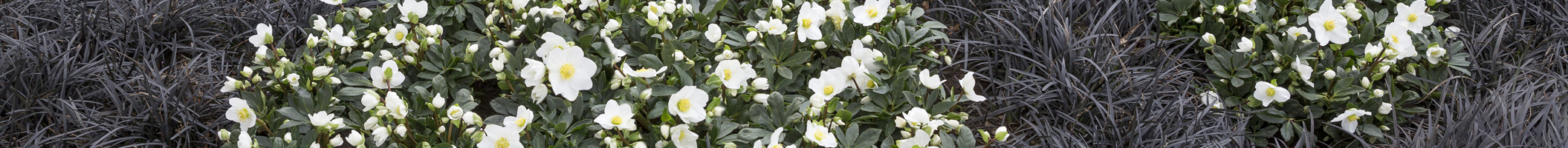 Helleborus Gold Collection®