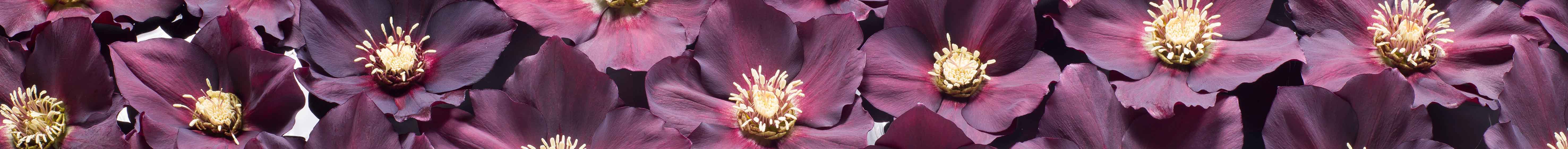 Helleborus Gold Collection®