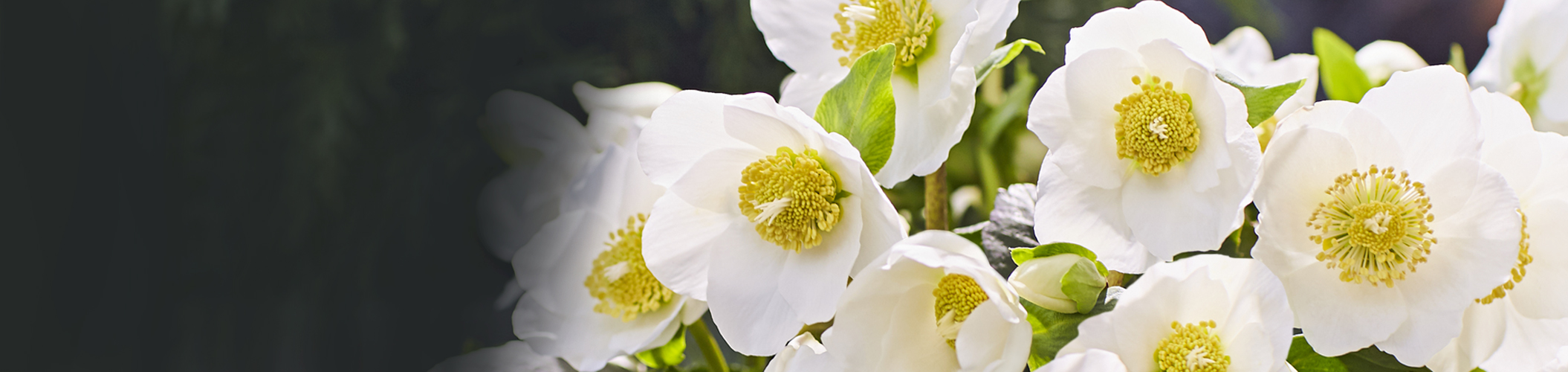 Beautiful winter flowers