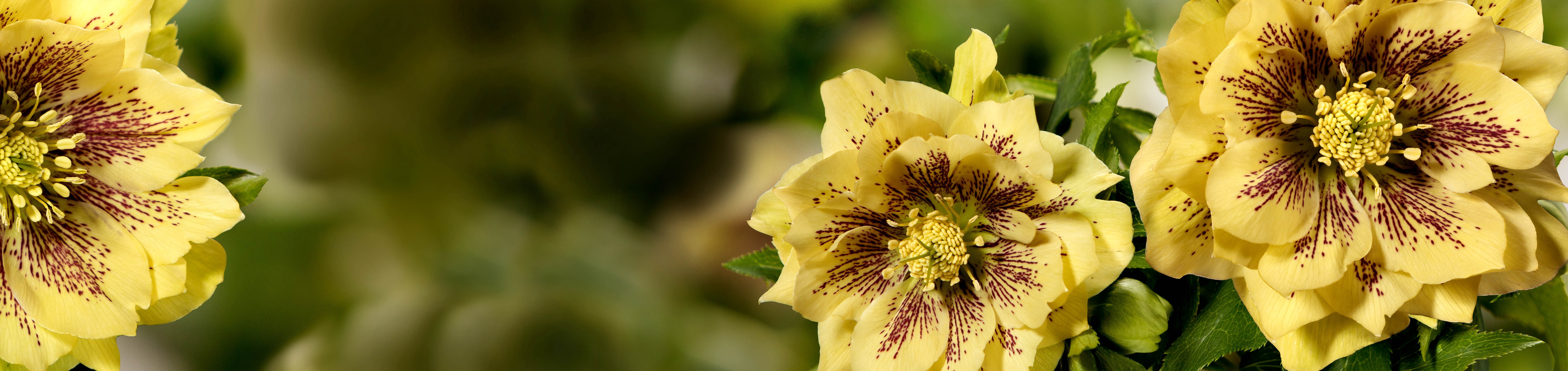 Magici fiori di primavera