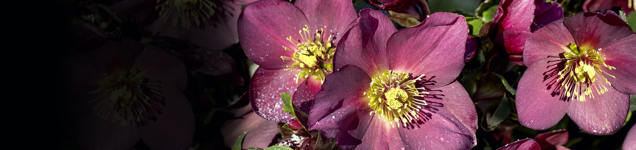 Fleurs épanouies en hiver