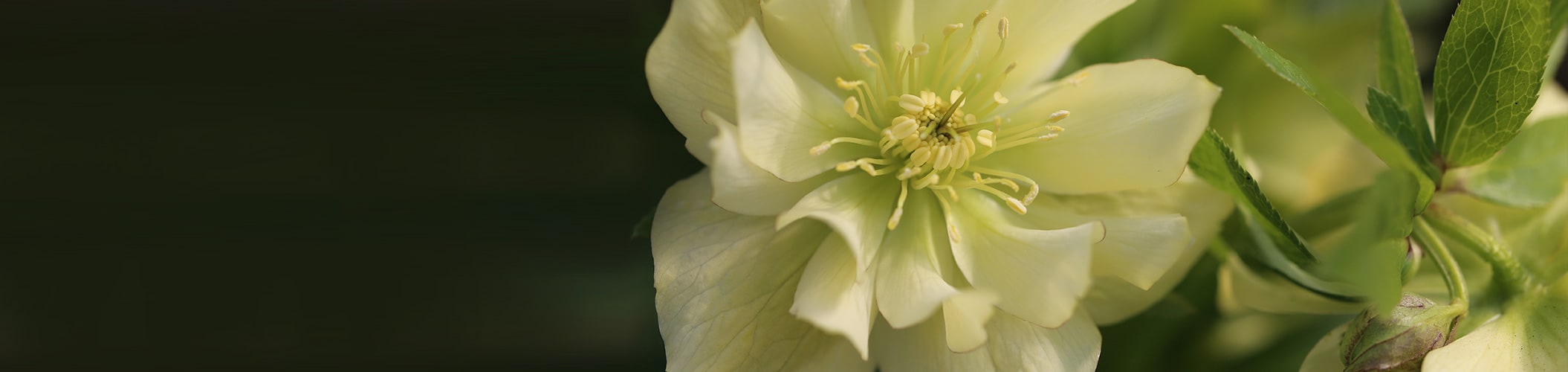 Fleurit au printemps