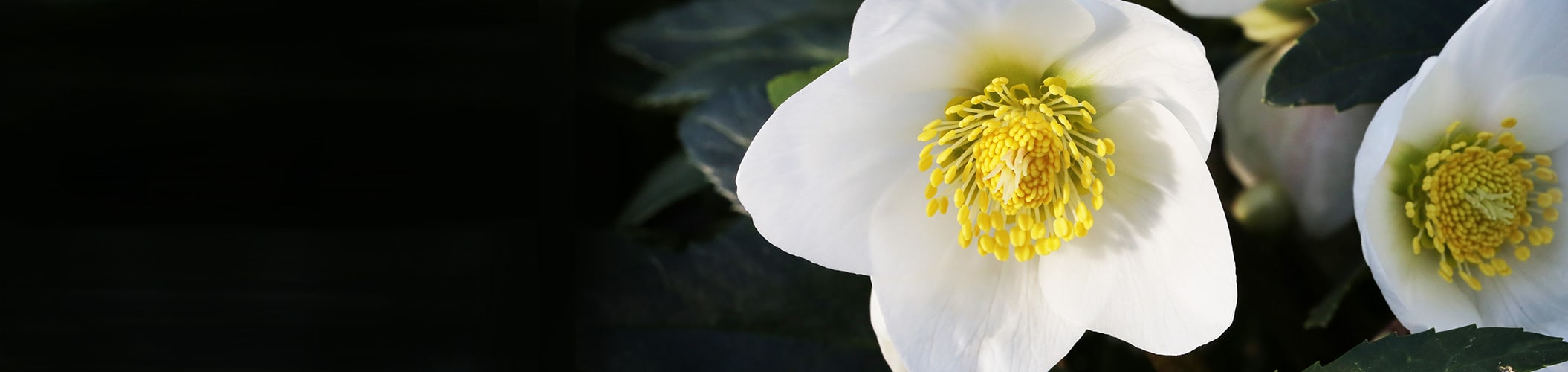 Fleurs épanouies en hiver