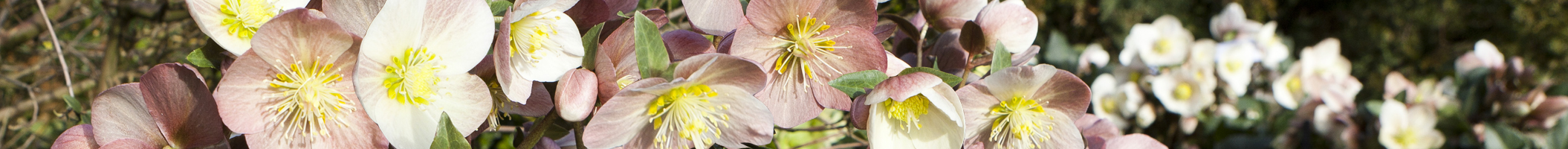 Pflanzenwissen Helleborus