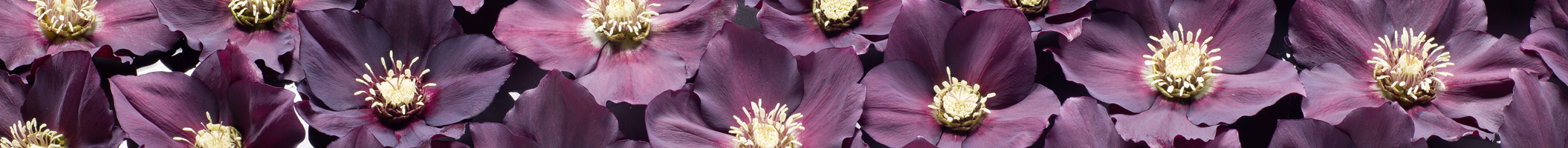 Kurioses und Sagenhaftes zu Christrosen