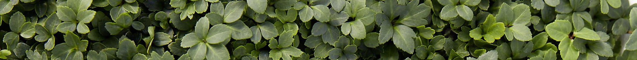 Vermehrung von Helleborus