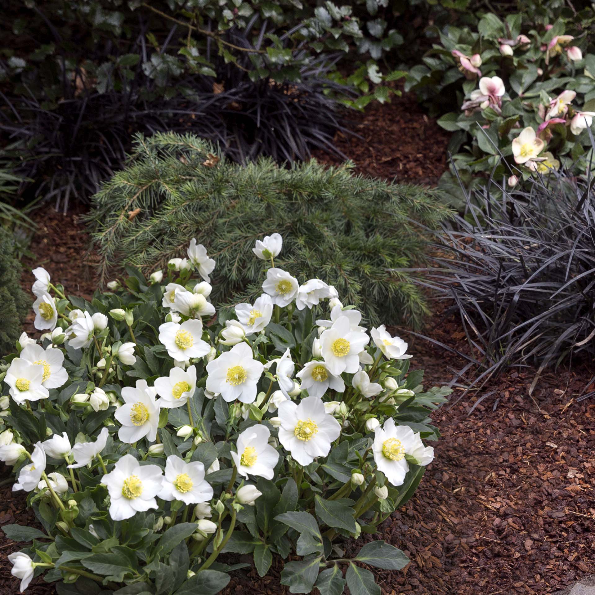 Tips voor begeleidende planten