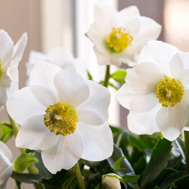 Christmas Roses - Helleborus