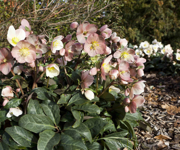 Winterse bloemenpracht in de tuin