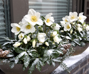 Winterbloeiers in bakken en kuipen voor terras & balkon