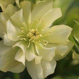 Varietà a fioritura primaverile