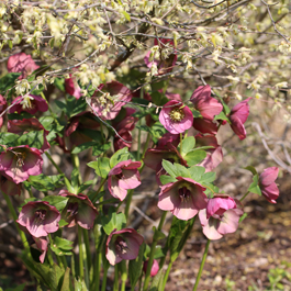 Conseils pour les plantes avoisinantes