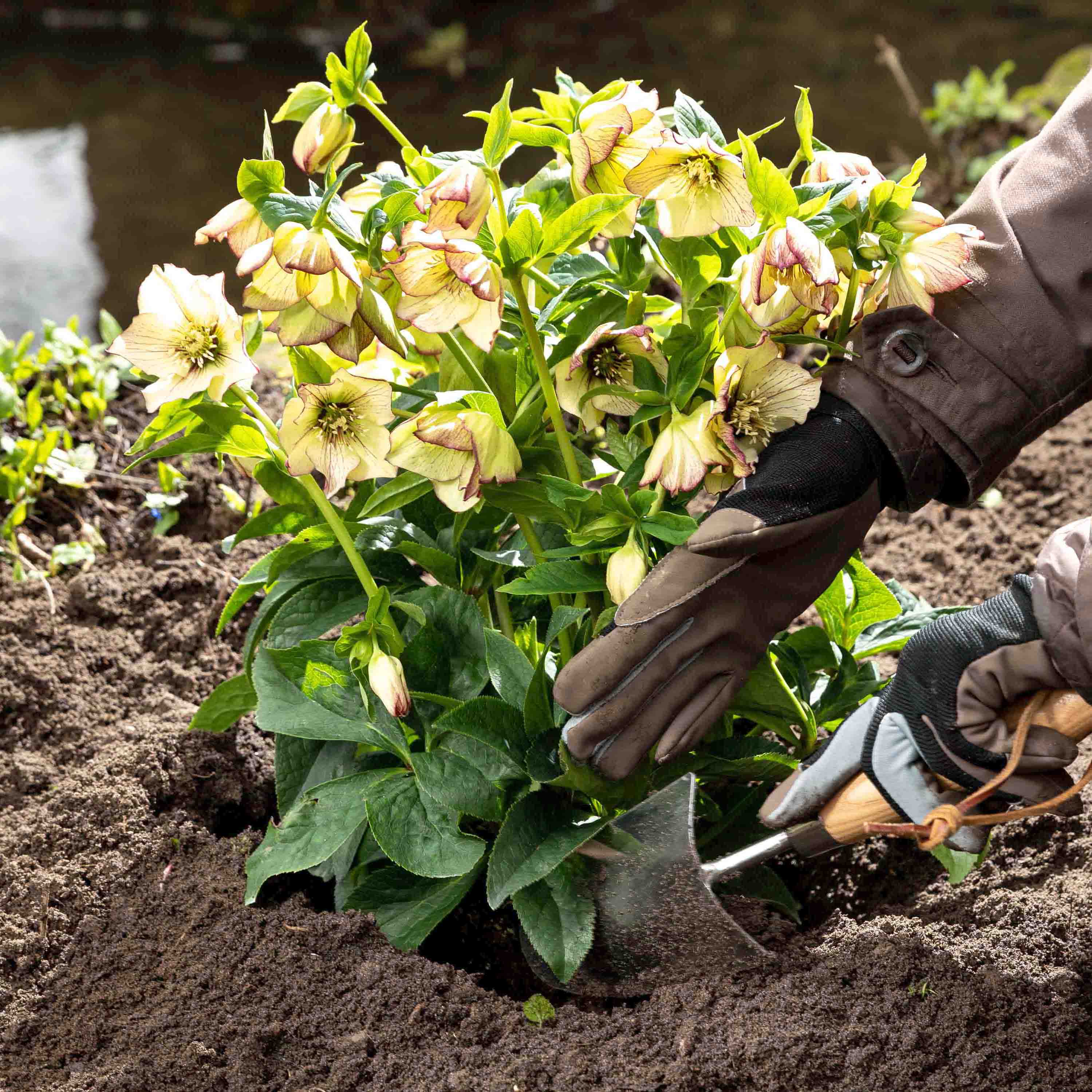 Varietà a fioritura primaverile