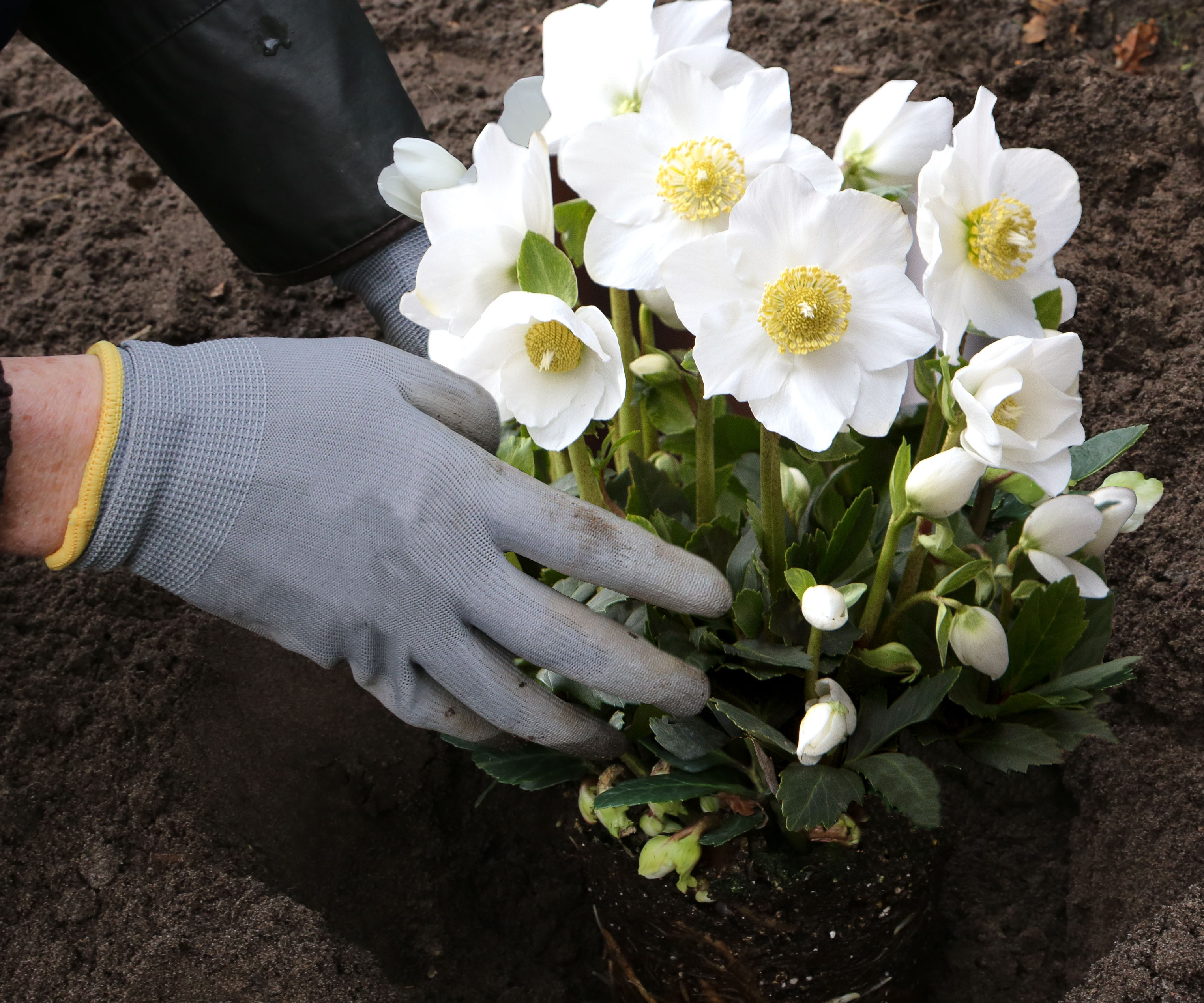 Het planten en de verzorging