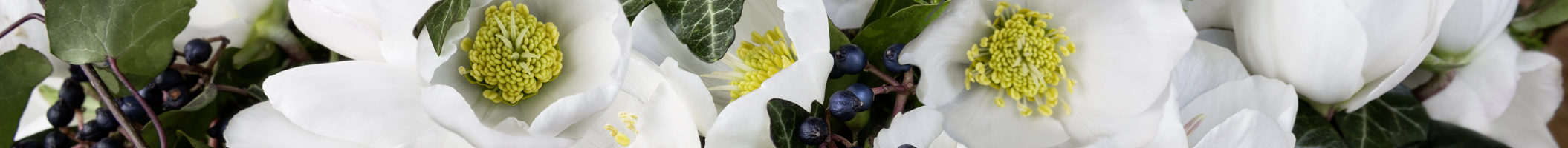 Helleborus Gold Collection®