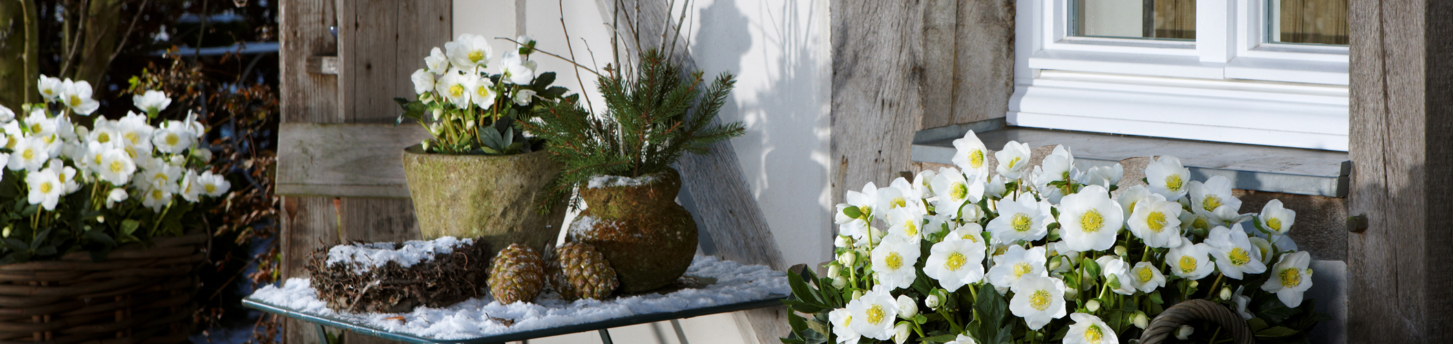 Helleborus Gold Collection Christrosen auf der Terrasse im Schnee