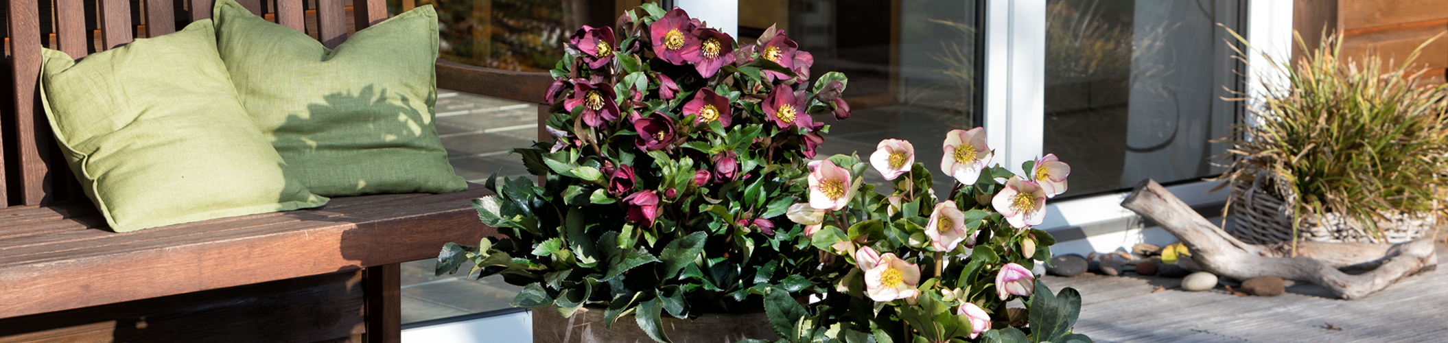 Helleborus auf Balkon & Terrasse