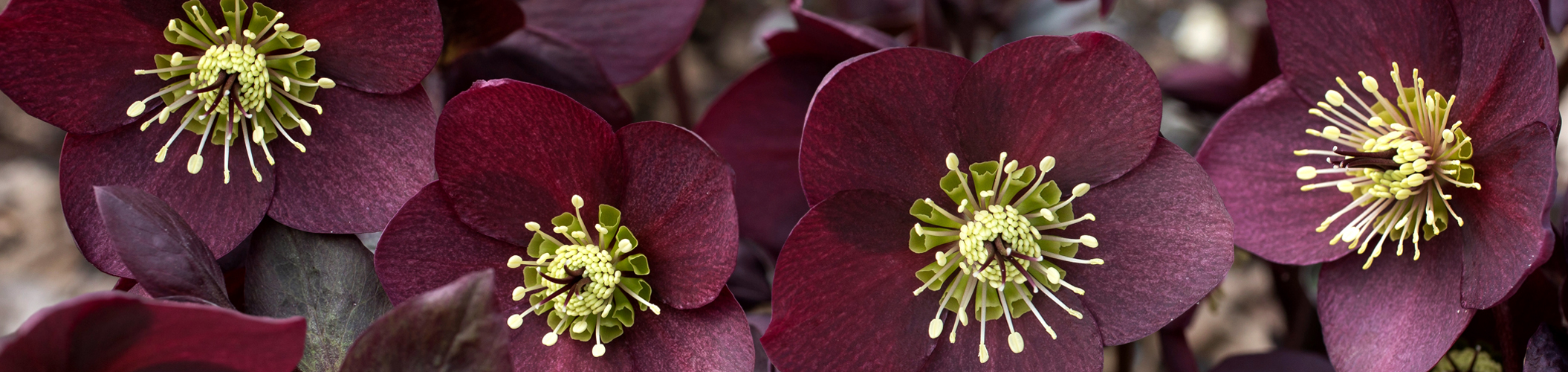 Christmas Roses are becoming increasingly popular as decorative graveside plants.