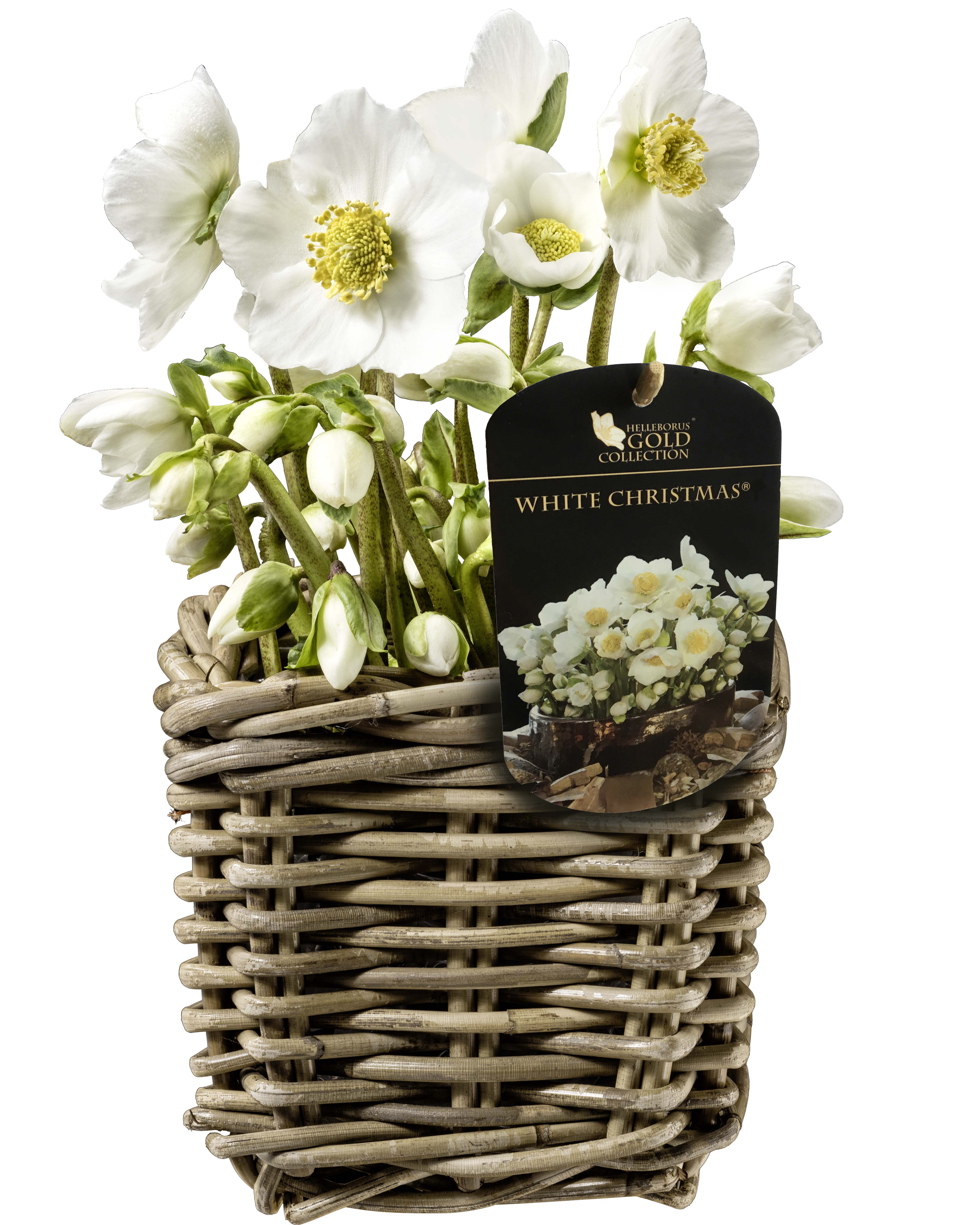 White Christmas – die blattlose Christrose