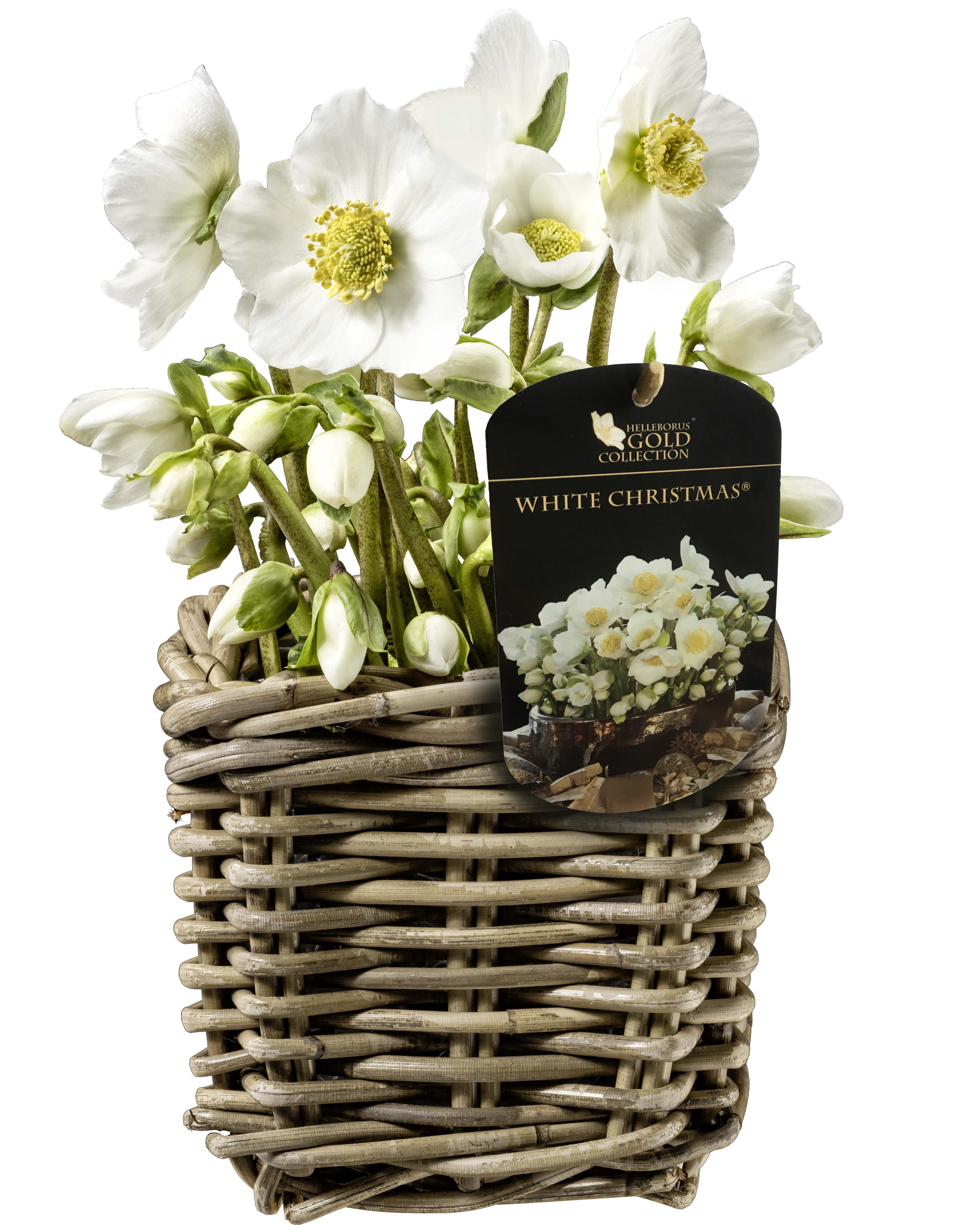 Votre intérieur - Helleborus