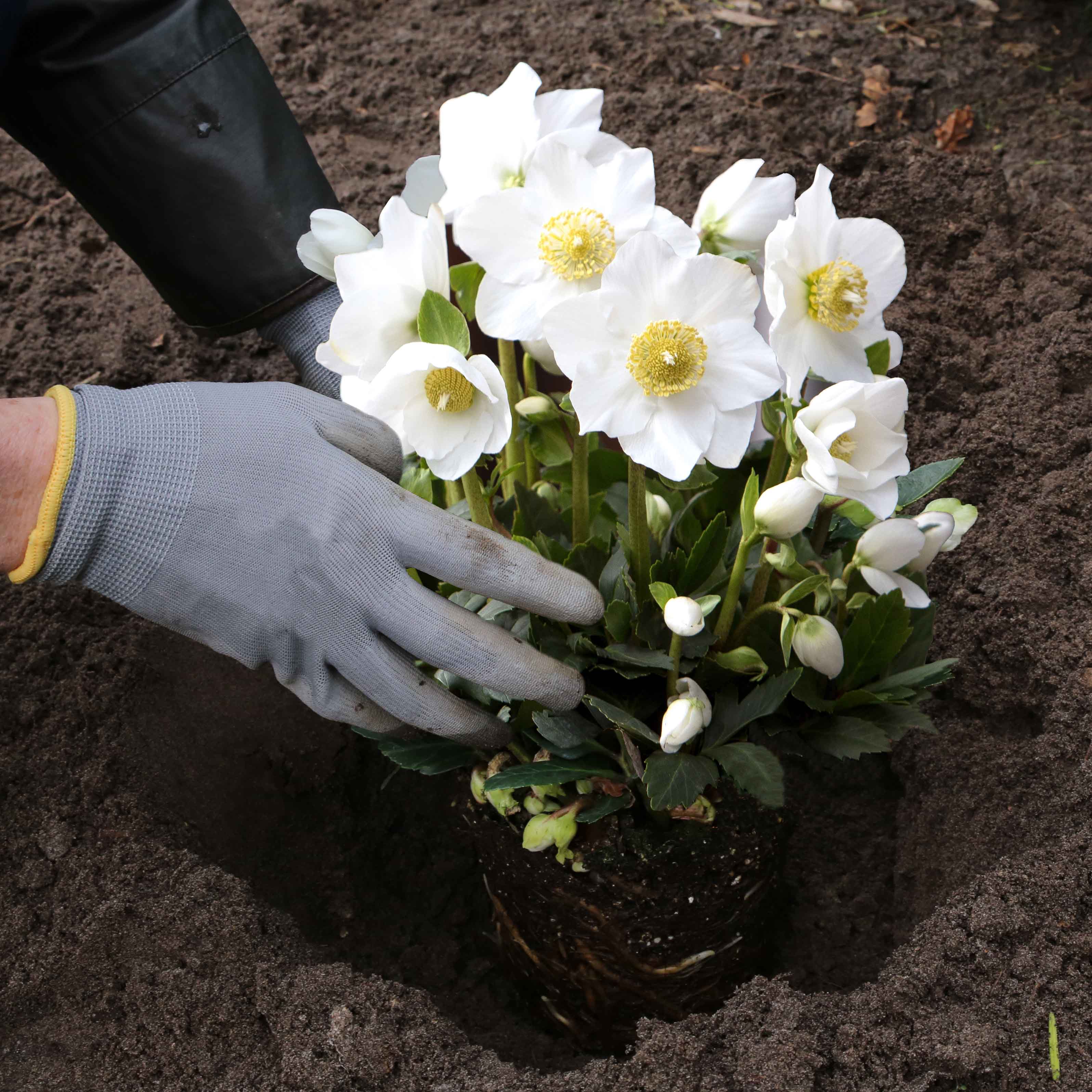 Christmas Roses