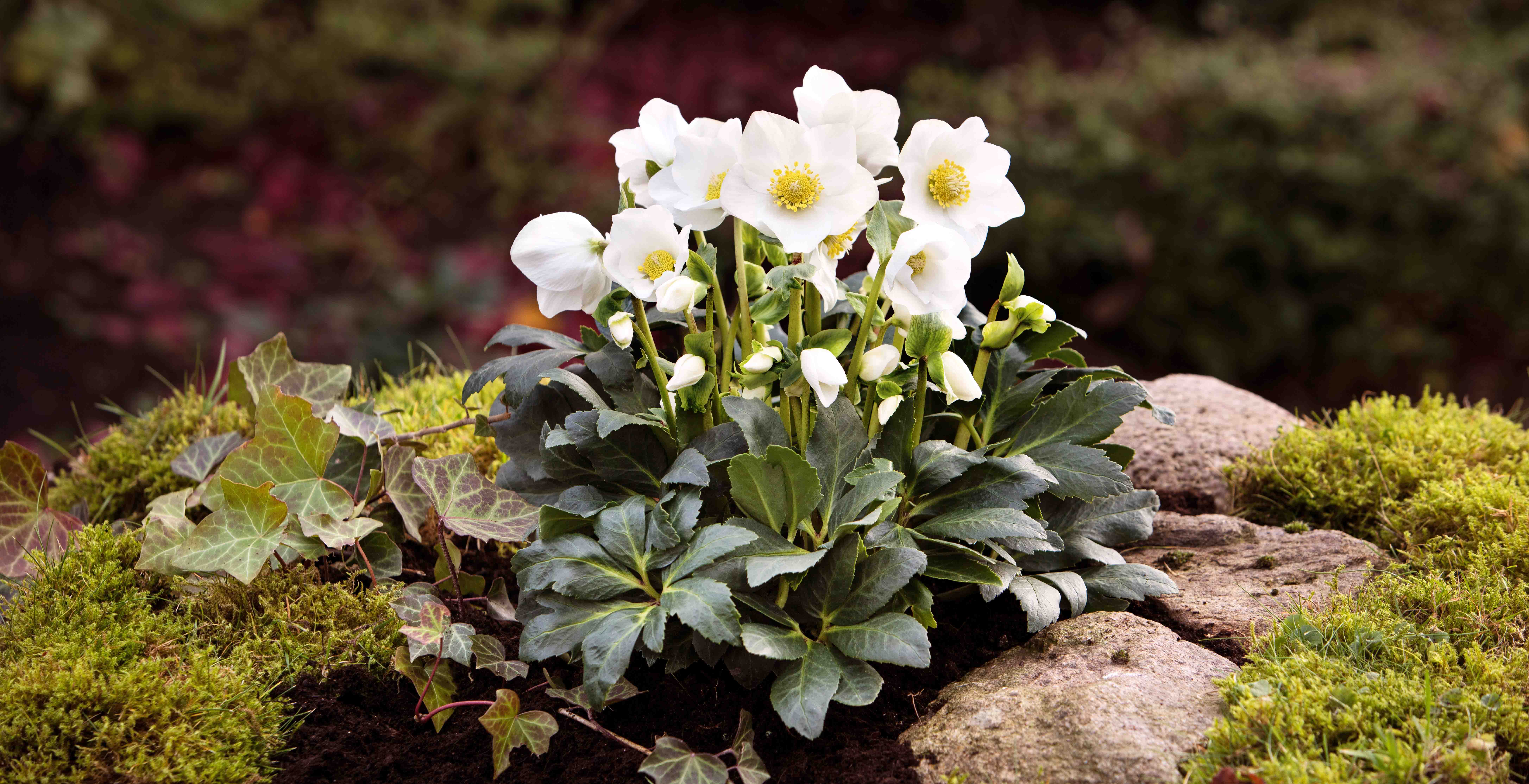 COMMENT PLANTER LES ROSES DE NOËL