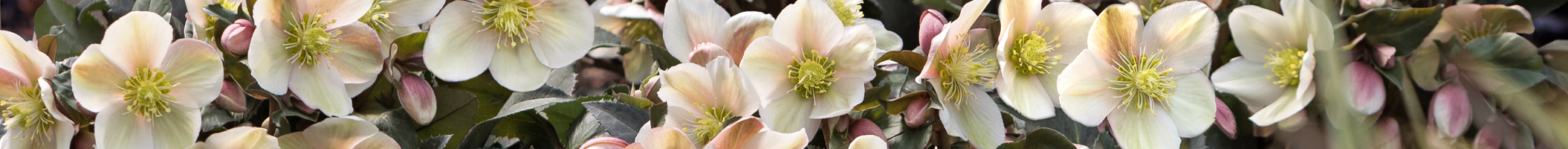 Helleborus Malory im Garten