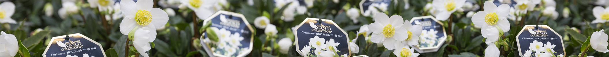 Helleborus Gold Collection®