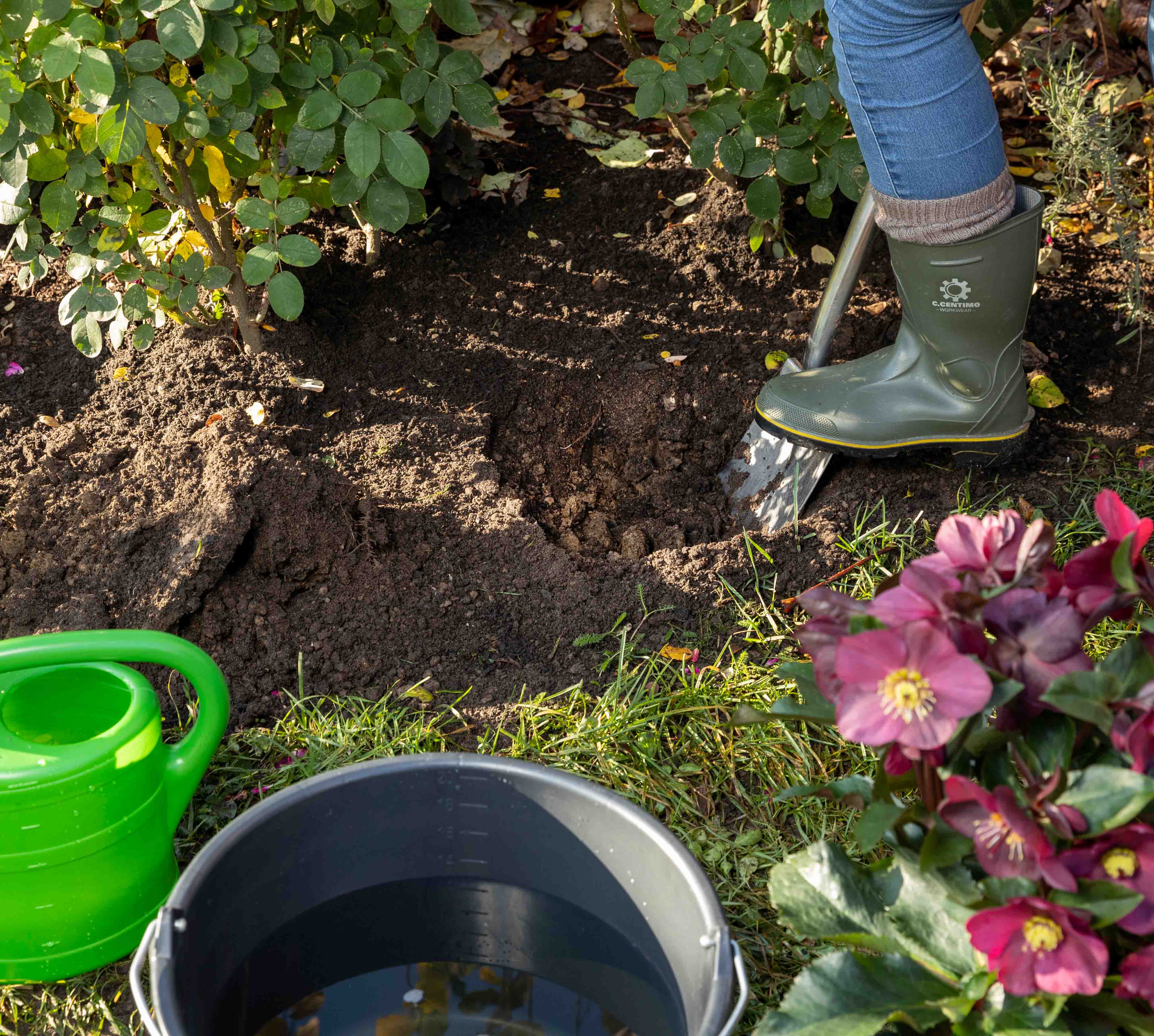 Arbeitsmaterialien Schneerose einpflanzen in den Garten