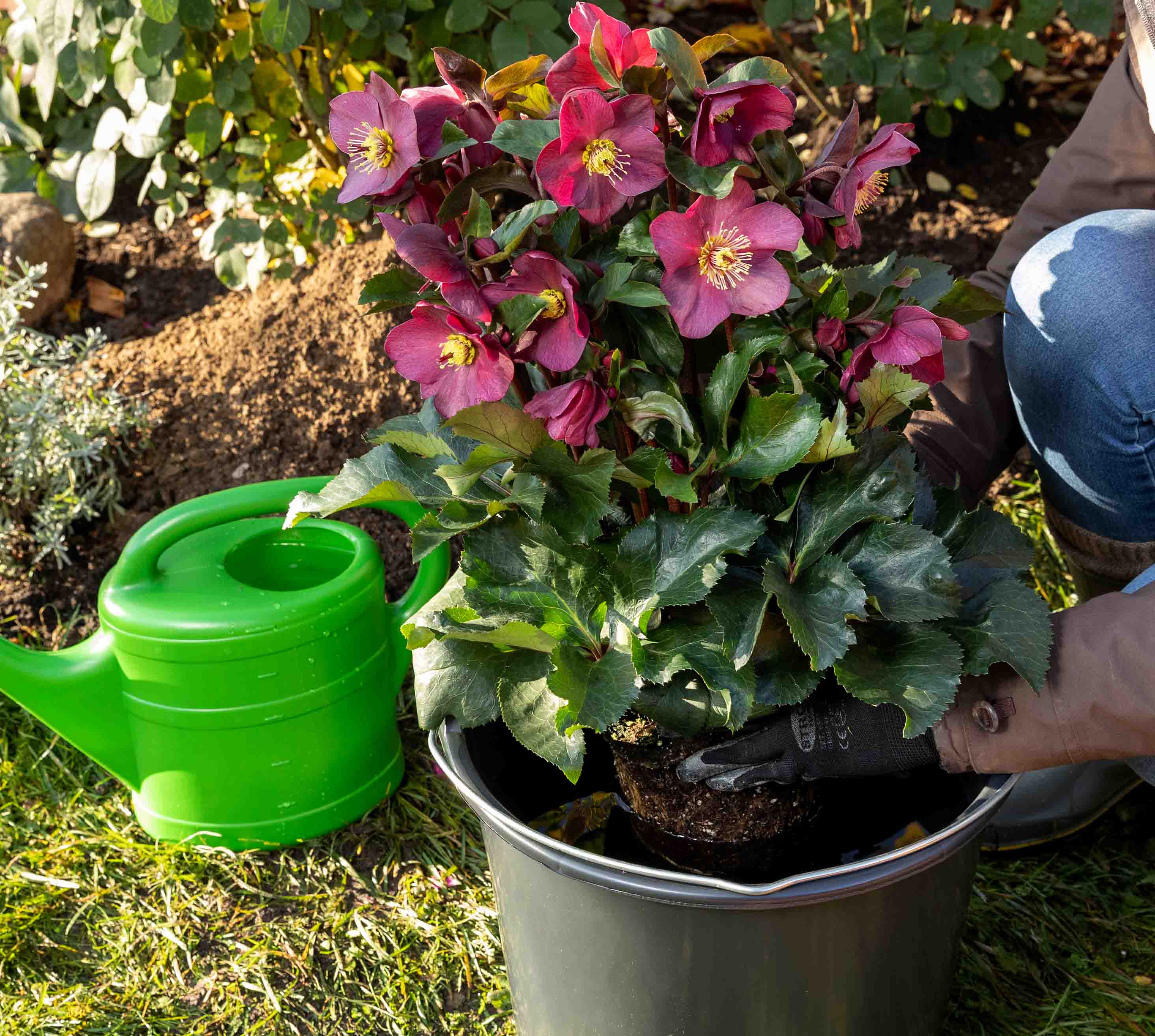 Schneerose in einen Eimer mit Wasser tauchen