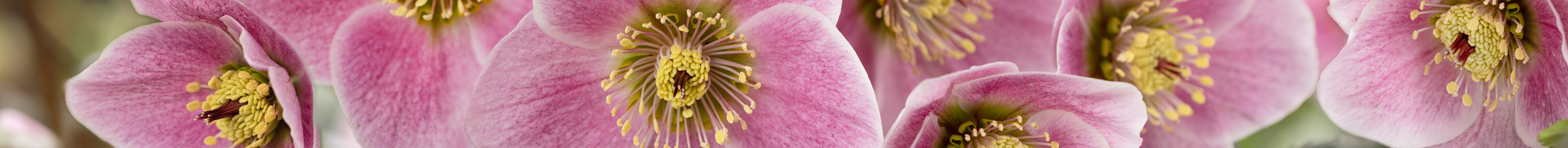 Helleborus x lemperii Blüten