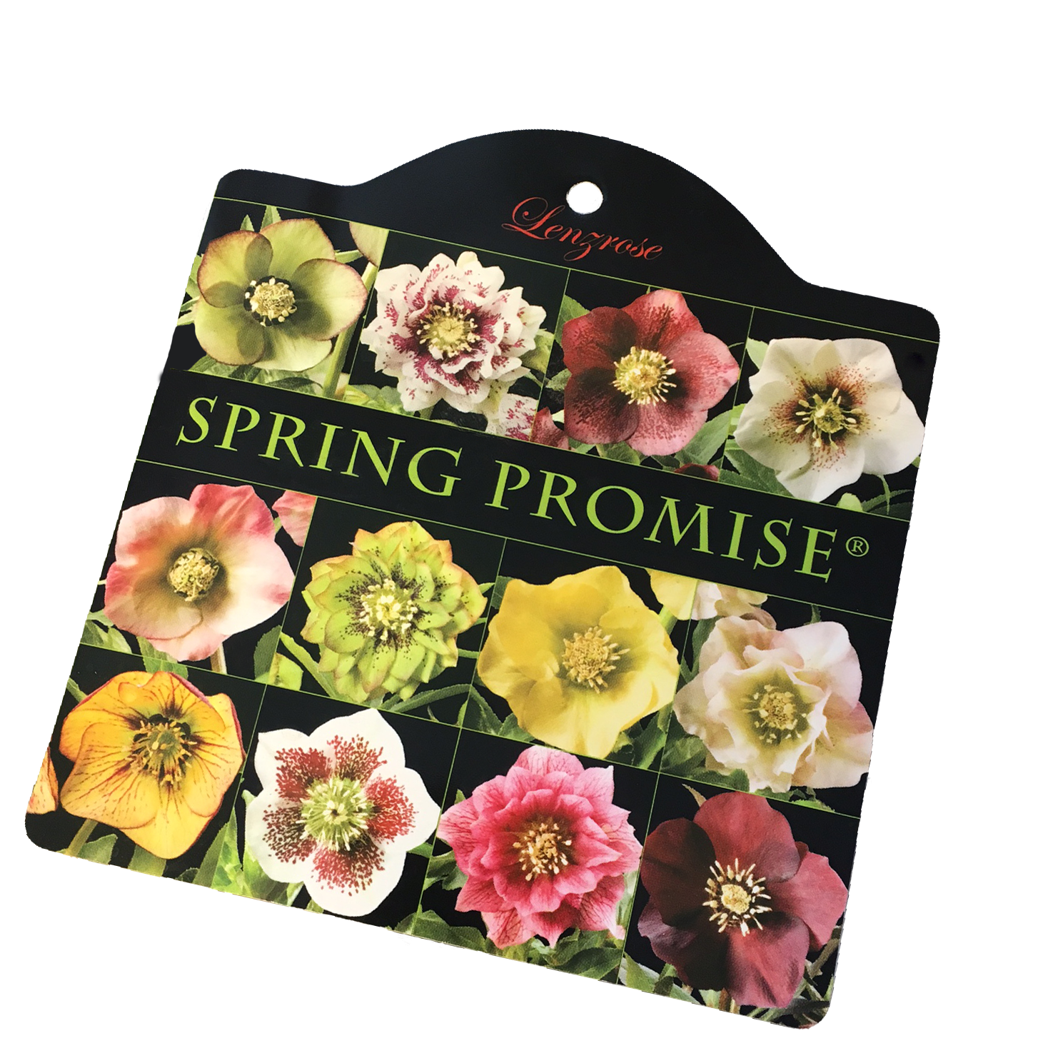 Spring Promise Lenzrosen Sortiment