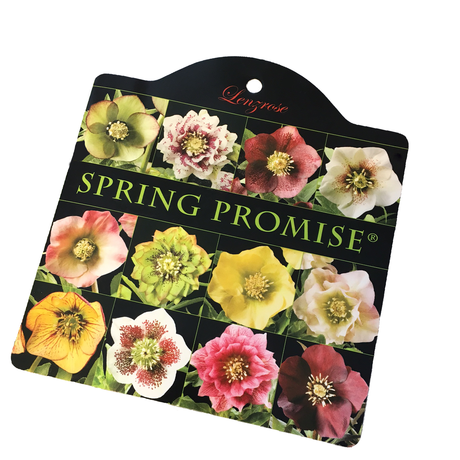 Assortiment Spring Promise lenterozen