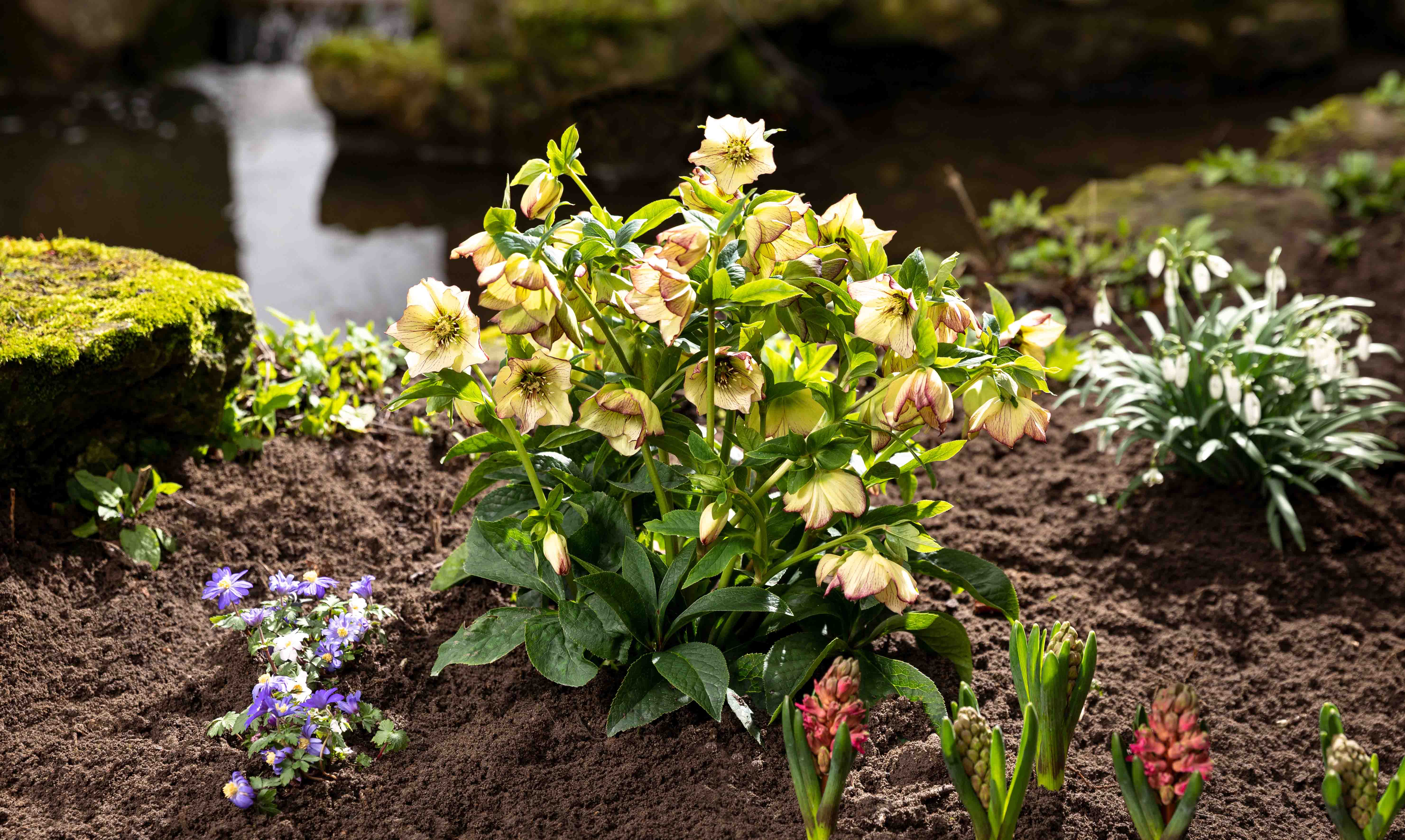 LENZROSEN FÜR GARTEN UND GEFÄSSE