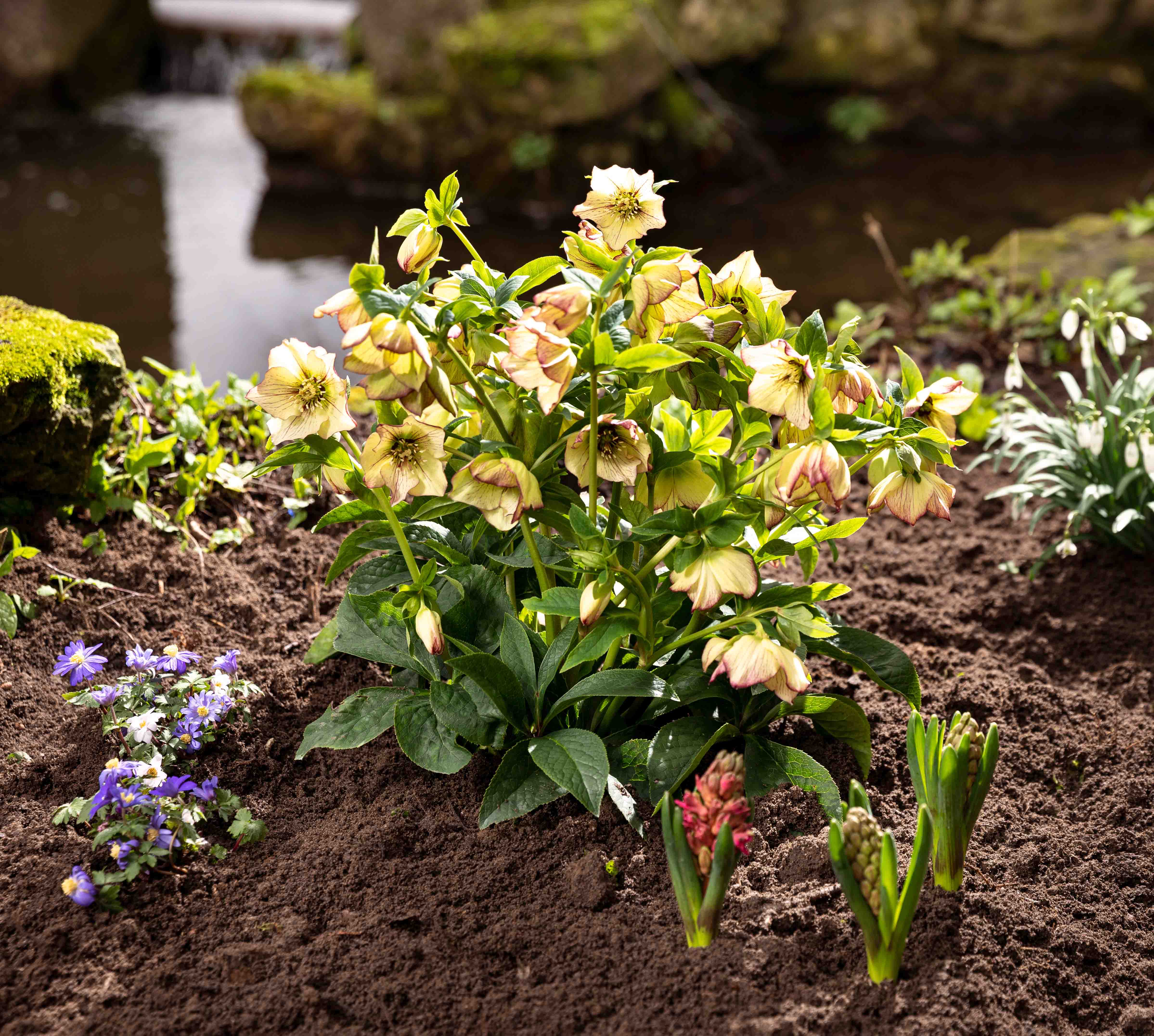 Frisch gepflanzte Lenzrose