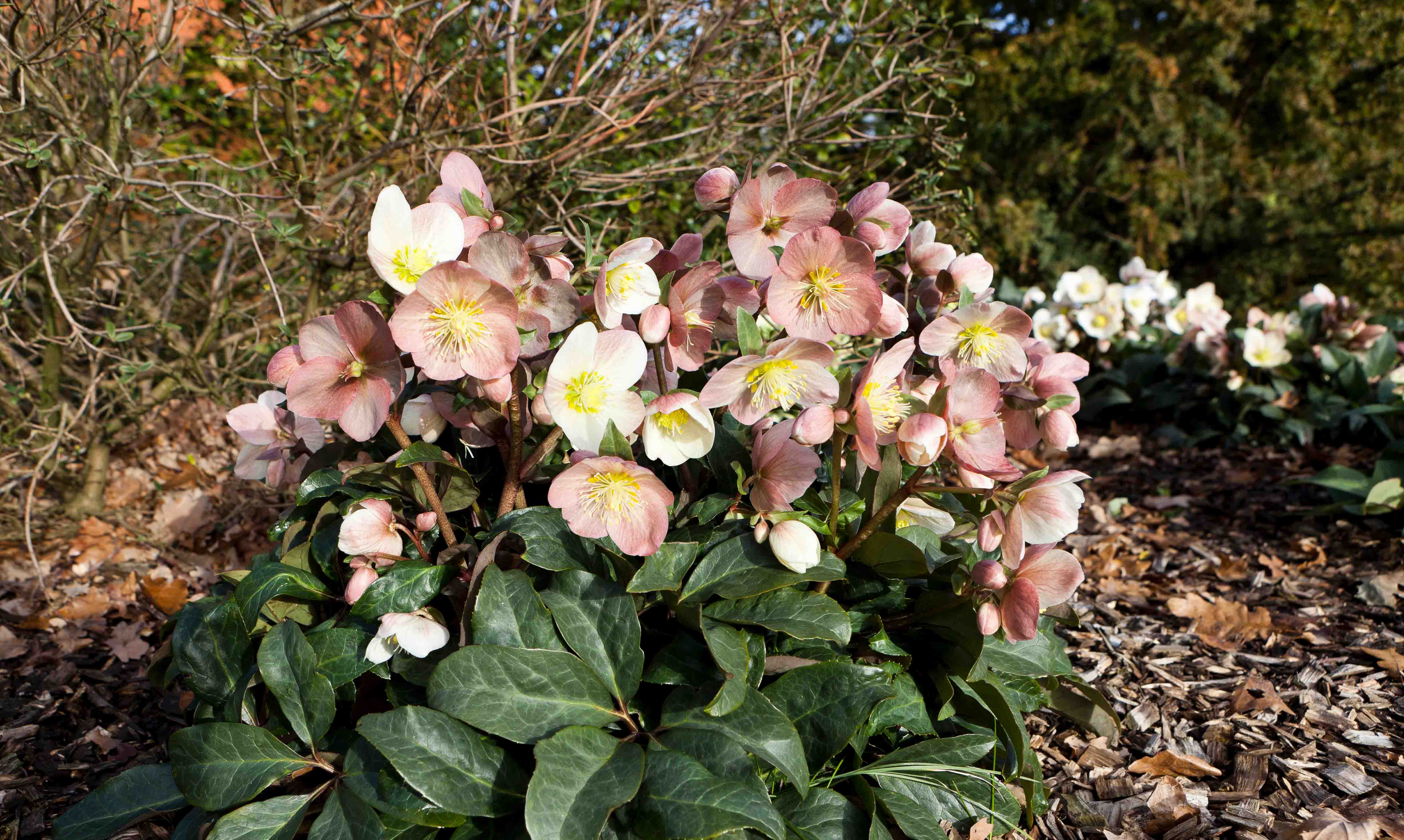 HET PLANTEN VAN WINTERROZEN IN DE TUIN